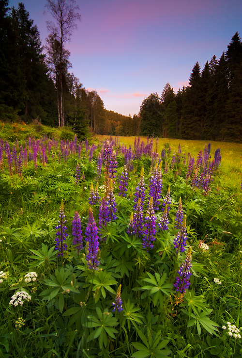 Glowing Lupines