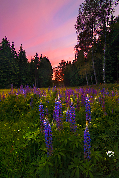 Glowing Lupines